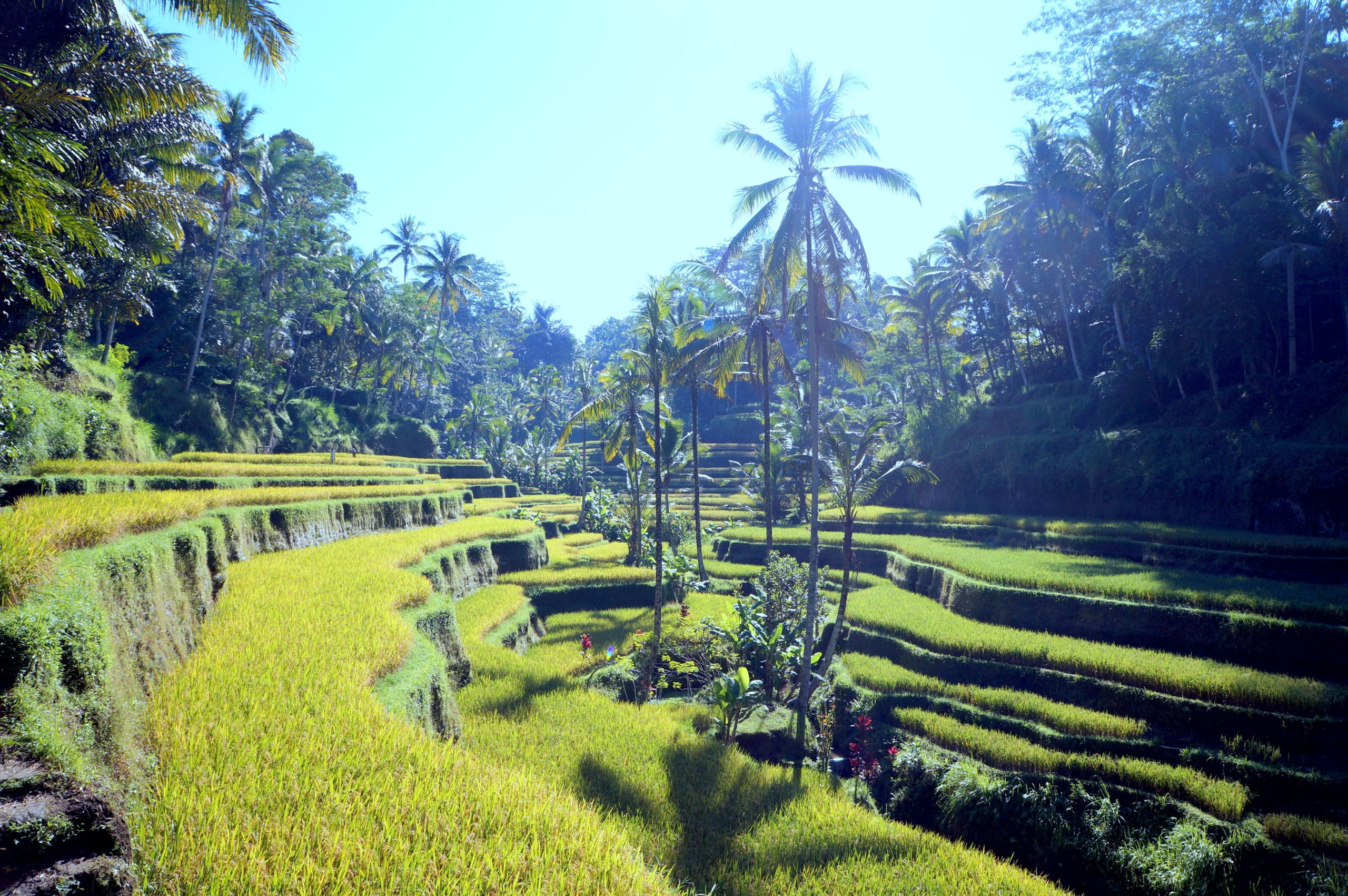Tegalalang Rica Terrace – Ubud